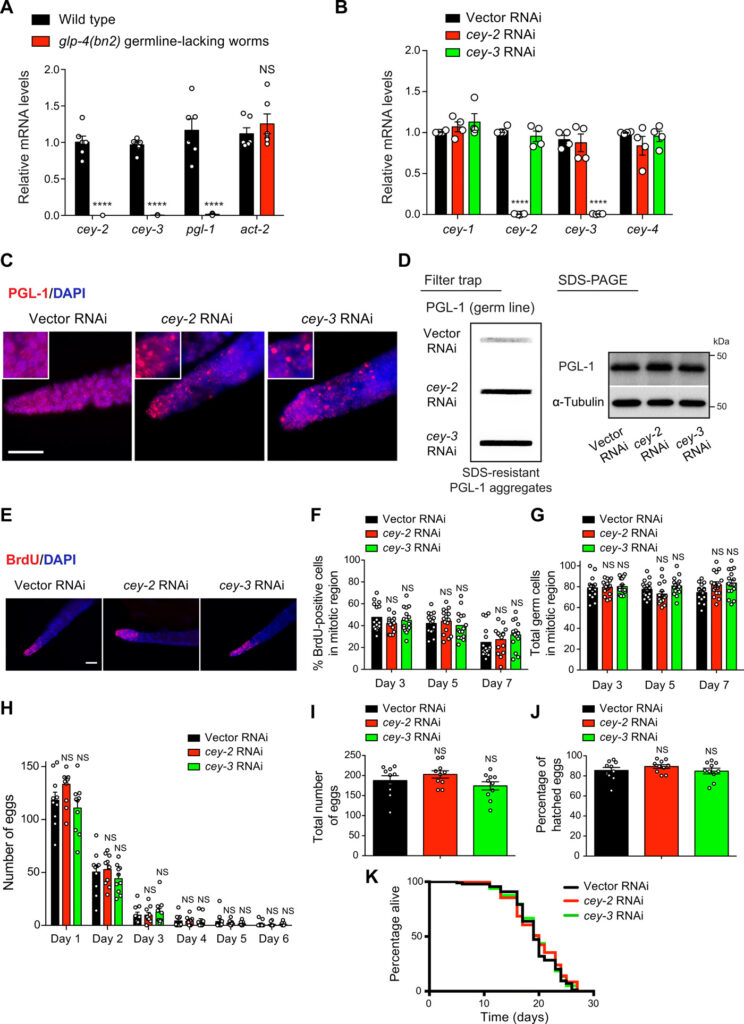 The systemic regulation of mitochondria by germline proteostasis