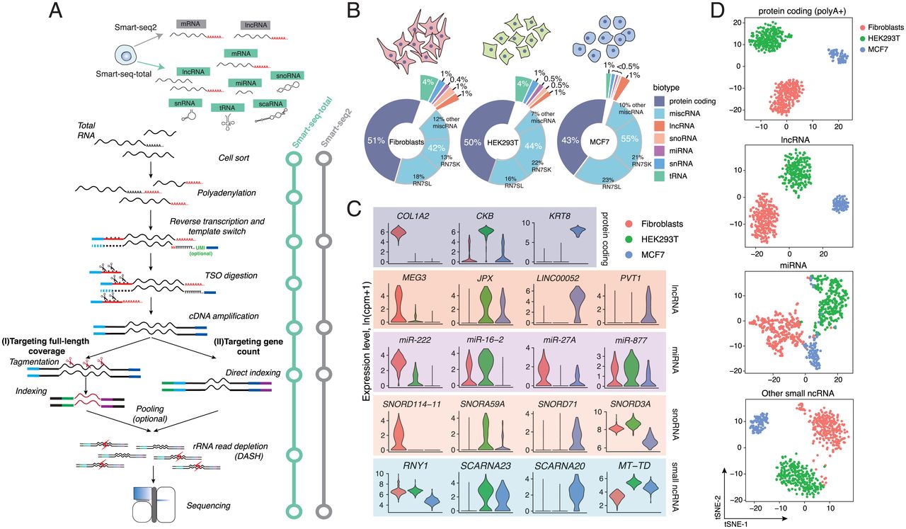 Single cell quantitation of a broad spectrum of RNA reveals unique non