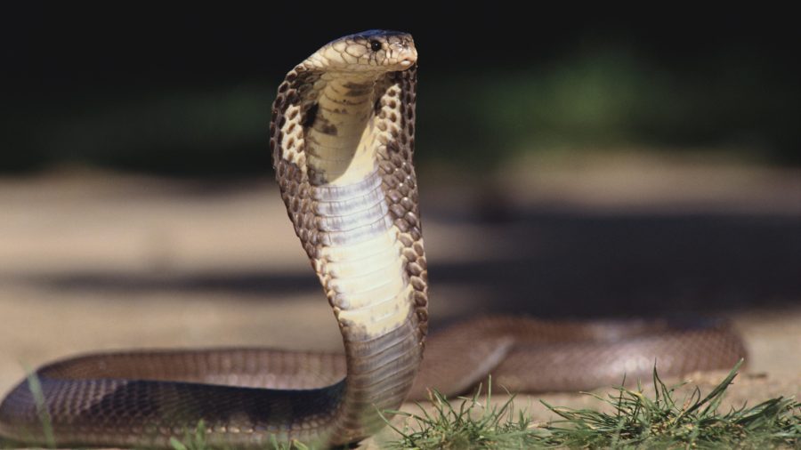 Cobra venom in the water supply?  We asked experts about the viral conspiracy theory